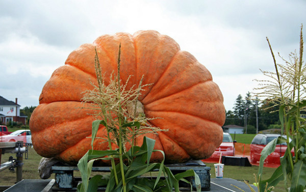 World's-Biggest-Giant-Vegetables-pumpkin[1]